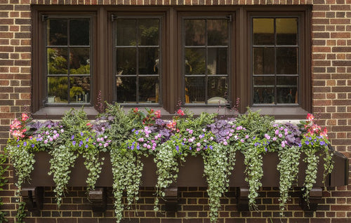 A brick building with three dark-framed windows above a window box filled with colorful flowers and leafy green plants cascading over the edge.