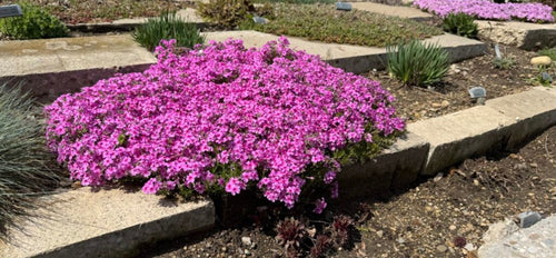 Pink flowering plant in a garden bed with concrete edges