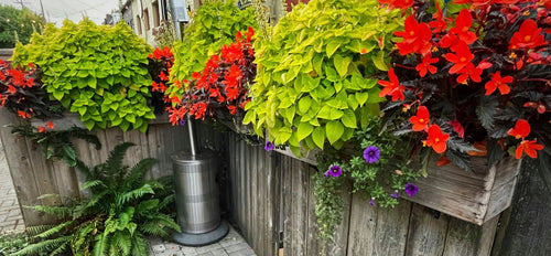 Wooden fence with containers filled with bright yellow-green foliage adn red blooming begonias