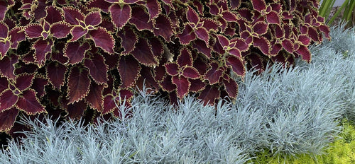 Dark burgundy Colorblaze® Wicked Witch™ Coleus foliage next to blue-green plants - Photo Property of Garden Crossings LLC