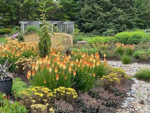 Garden with various plants and flowers, including fire lilies, in a natural setting.