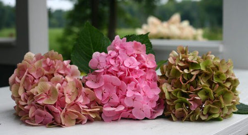 Three hydrangea flowers in pink, green, and pinkish-brown on a white surface with a blurred outdoor background.
