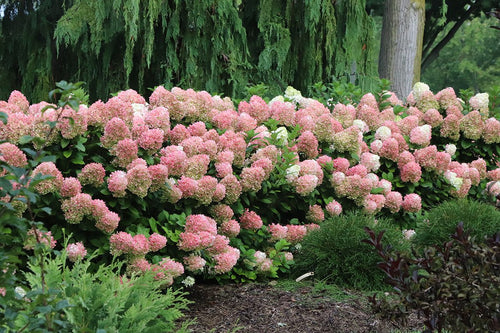 Little Lime Punch Hydrangea row - photo courtesy of Proven Winners®