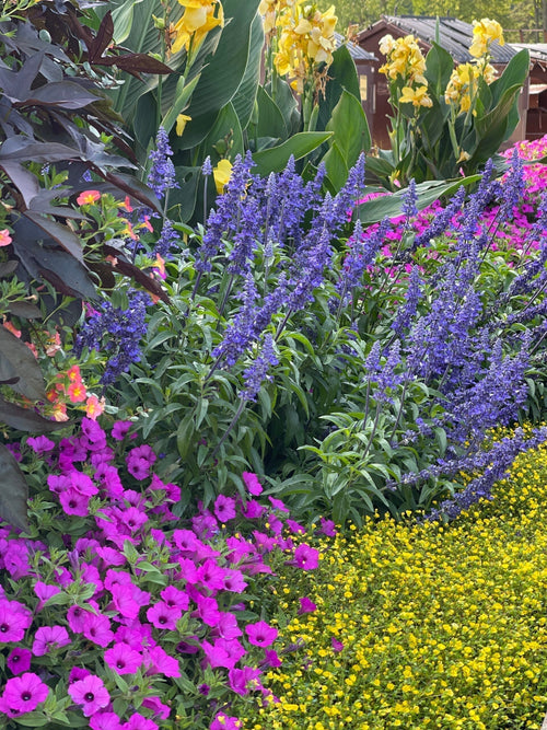 A vibrant garden with clusters of purple and yellow flowers, tall blue spiked blooms, bright pink petunias, and tall yellow canna lilies, set against lush green foliage and a wooden shed in the background.