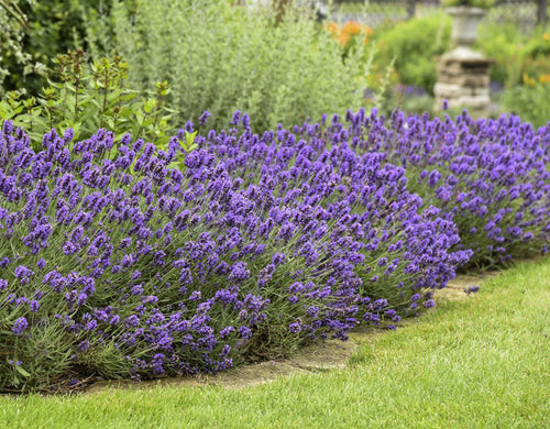 A garden border lined with dense, blooming lavender plants featuring vibrant purple flowers, set against green grass and other lush foliage in the background.