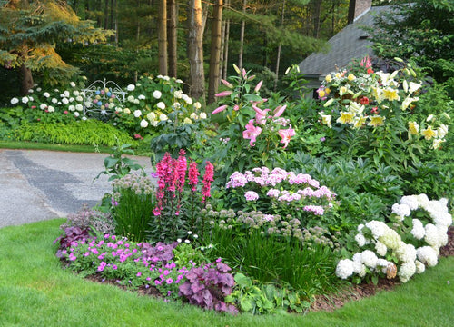 A lush garden bed filled with colorful blooming flowers including pink lilies, white hydrangeas, and purple and magenta blossoms, bordered by green grass and surrounded by tall trees.