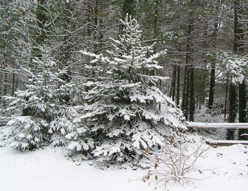 Snow-covered evergreen trees stand in a forested area, surrounded by a light layer of snow on the ground and branches. A wooden fence runs behind the trees, and the scene looks calm and wintry.