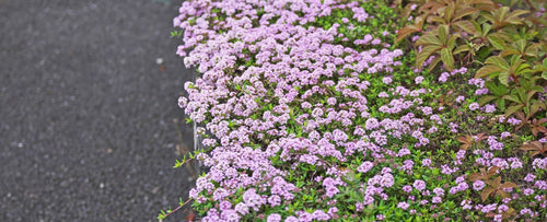 Plants That Actually Thrive in Hot, Dry Spots: How to Win the Toughest Locations in Your Garden