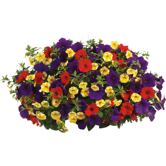 Starry Night Annual Combo Kit features Supertunia Royal Velvet petunias in red and purple, Superbells Lemon Slice for a vibrant yellow pop, and lush green foliage for a colorful, eye-catching display - Photo Courtesy of Proven Winners. Container not included.