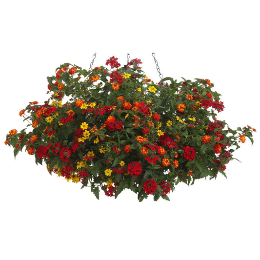 The Summer Breeze Annual Combo Kit features vibrant red, orange, and yellow summer blooms with lush green foliage in a hanging basket suspended by two metal chains against a white background - Photo Courtesy of Proven Winners. Container not included.