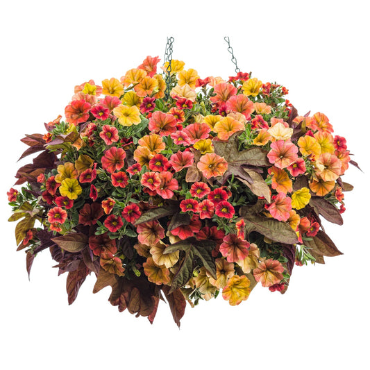 The Sun Kissed Annual Combo Kit features a hanging basket packed with red, orange, and yellow Supertunia Honey petunias and Sweet Caroline Sweetheart Red Hawk foliage - Photo Courtesy of Proven Winners. Container not included.