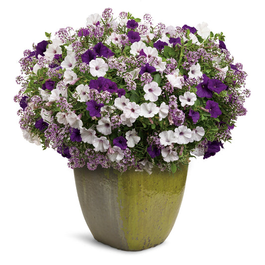The Velvet Skies Annual Combo Kit planted in a large ceramic pot with a lush mix of green foliage, purple and white blooms, and annual container plants like Supertunia Royal Velvet and Blushing Princess Lobularia - Photo Courtesy of Proven Winners. Container not included.