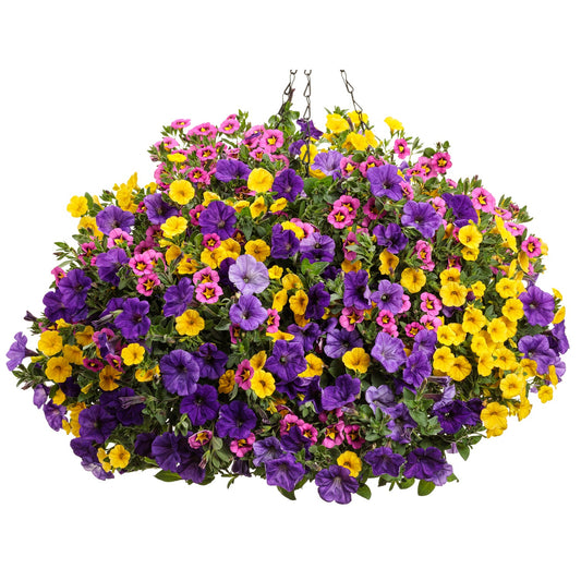 The Wonderstruck Annual Combo Kit features a hanging basket filled with vibrant annuals in purple, yellow, and pink, suspended by black metal chains for a stunning floral display - Photo Courtesy of Proven Winners. Container not included.