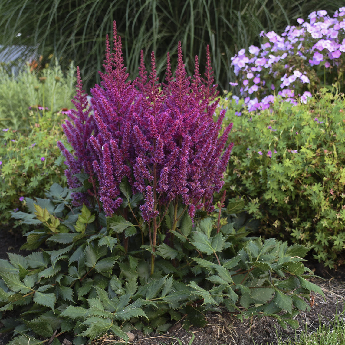 A cluster of 'Visions' Chinese Astilbe displays feathery, raspberry pink blooms amid green foliage surrounded by greenery and pale pink blooms in the background - Photo Courtesy of Walters Gardens, Inc.