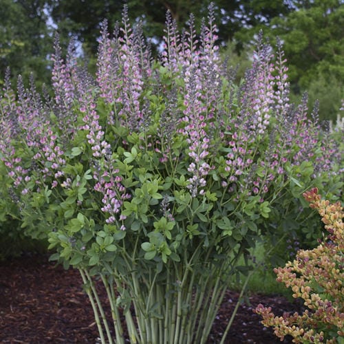 Decadence® Deluxe 'Pink Truffles' False Indigo (Baptisia) features tall stalks with clusters of lavender and pale pink flowers above dense green foliage - Photo Courtesy of Proven Winners, Inc.