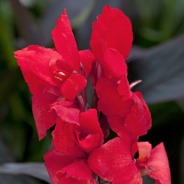 Close-up of a vibrant Toucan® Scarlet Canna Lily (Canna) with ruffled scarlet red petals, displayed against a blurred backdrop of green foliage - Photo Courtesy of Proven Winners, Inc.