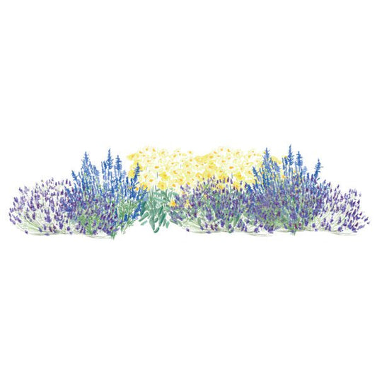 Watercolor-style illustration of a low hedge with lavender-purple flowers, blue flowers, and a central cluster of pale yellow flowers on a white background.