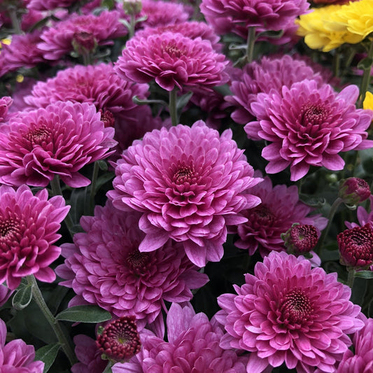 A cluster of vibrant Paradiso Pink' Garden Mum (Chrysanthemum) blooms, surrounded by green leaves with a few yellow mums visible in the background. - Photo Property of Garden Crossings LLC