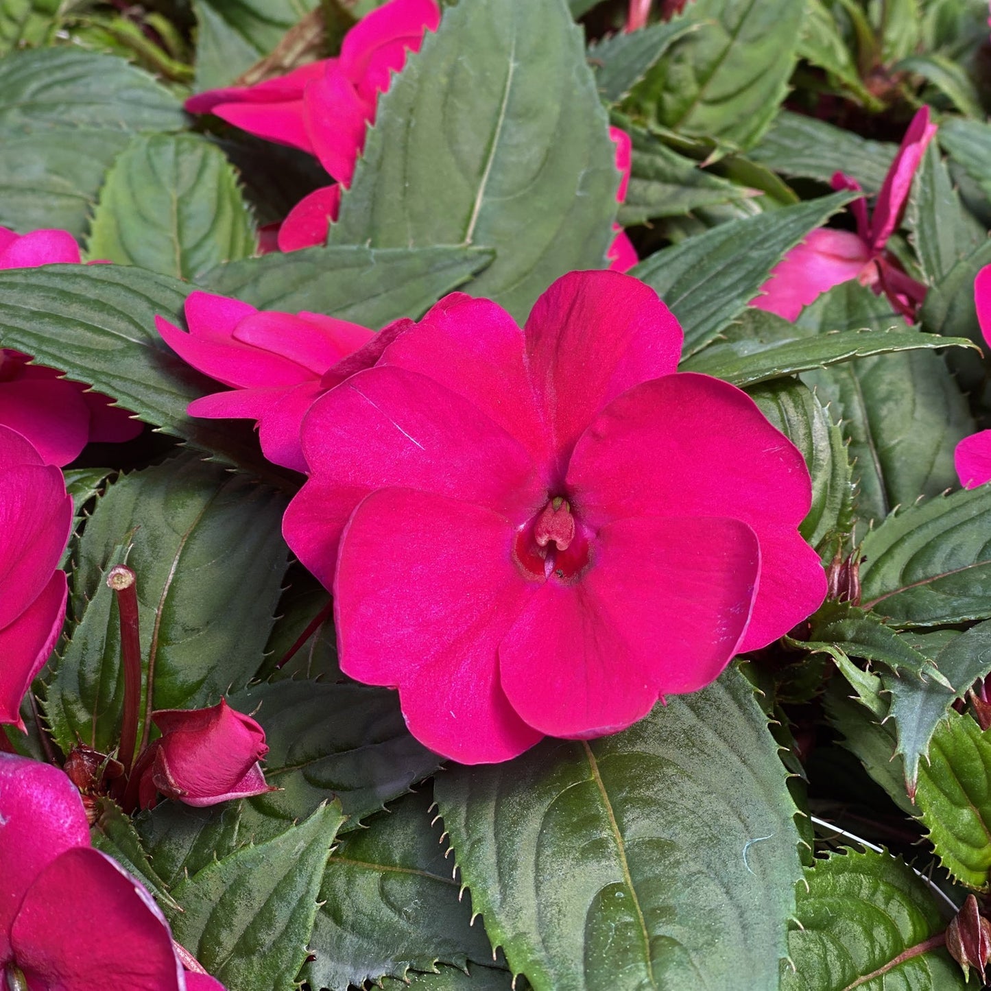 Sunpatiens® Compact Royal Magenta Impatiens in full bloom display bright magenta flowers with five rounded petals and small red centers, set against dark green serrated leaves, with buds nearby - Photo Property of Garden Crossings LLC.