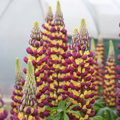 Westcountry™ 'Manhattan Lights' Lupine (Lupinus) features tall spikes with dense purple and yellow blooms and lush green leaves at the base, displayed in a greenhouse against a softly blurred background - Photo Courtesy of Ball Horticulture, Inc.