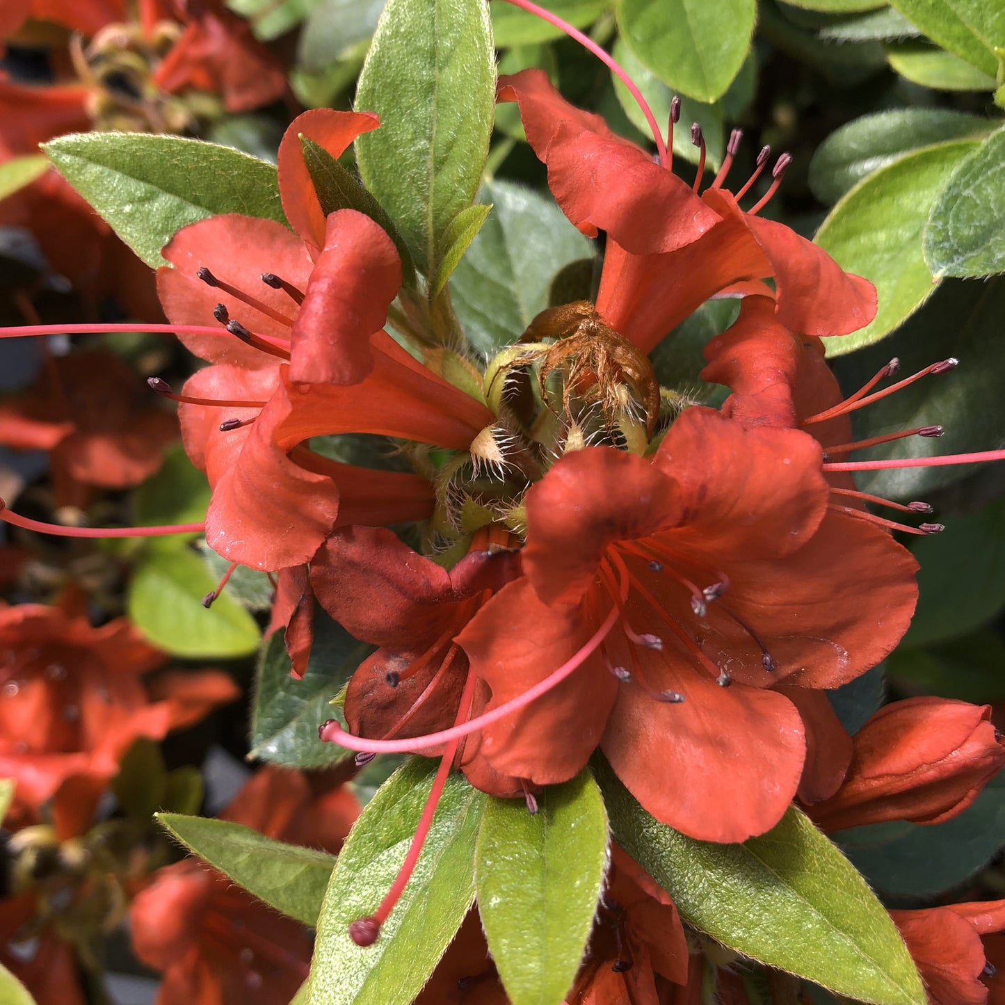 Perfecto Mundo® Orange Azalea (Rhododendron) - Photo Courtesy of Proven Winners, Inc.
