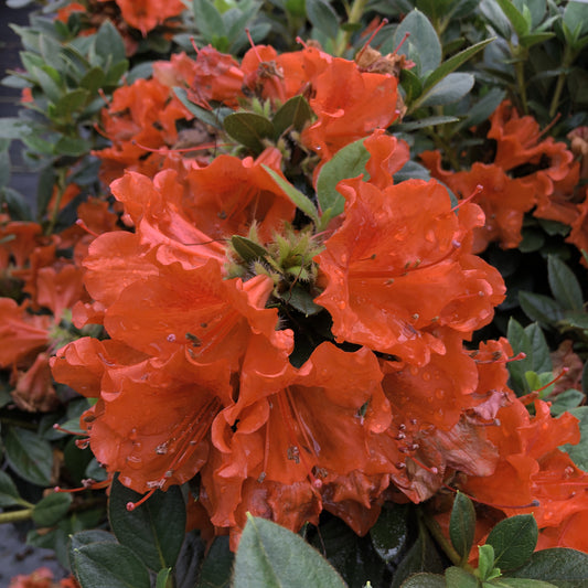 Perfecto Mundo® Orange Azalea (Rhododendron) - Photo Courtesy of Proven Winners, Inc.