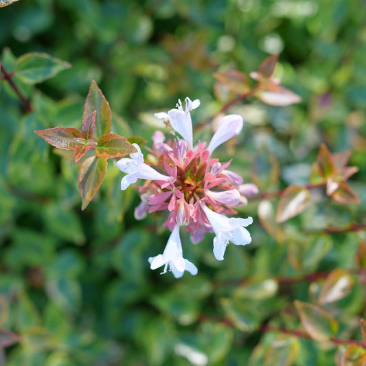 Brilliantina® Abelia - Photo Courtesy of Proven Winners, Inc.