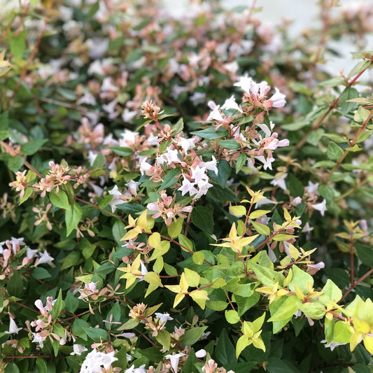 Close-up of Funshine® Abelia is a shrub with green leaves tinged yellow and clusters of small, white, trumpet-shaped flowers scattered throughout its lush foliage - Photo Property of Garden Crossings LLC.