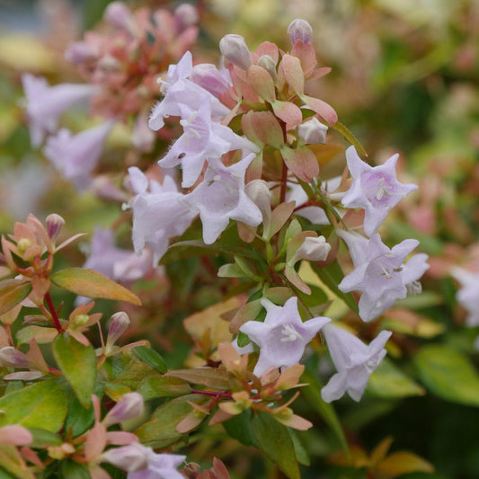 Close-up of Funshine® Abelia, a shrub with green and reddish foliage, producing clusters of pale lavender tubular flowers with pointed petals - Photo Courtesy of Proven Winners, Inc.