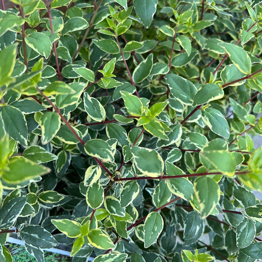 Close-up of dense green leaves with white edges and reddish stems showcases the healthy variegated foliage of Mucho Gusto® Abelia - Photo Property of Garden Crossings LLC.