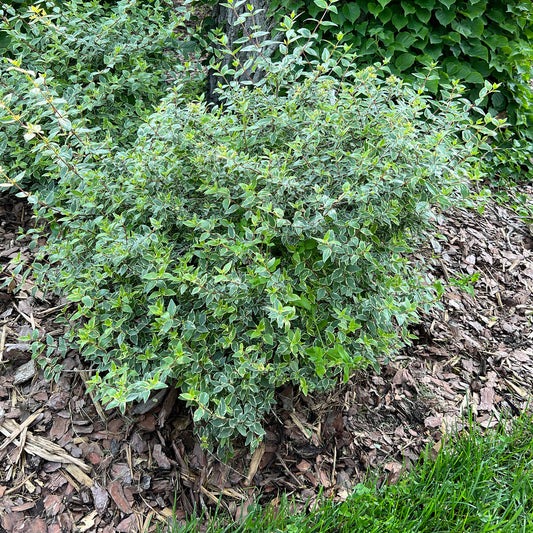 Mucho Gusto® Abelia - Photo Property of Garden Crossings LLC
