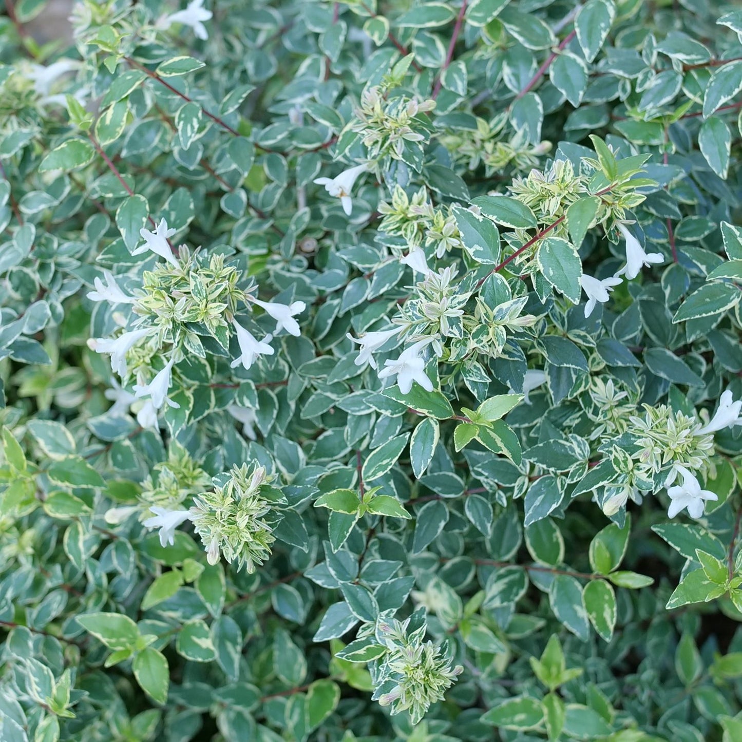 Close-up of Mucho Gusto® Abelia is a deer-resistant shrub with dense green leaves edged in white, variegated foliage, and small, trumpet-shaped white flowers - Photo Courtesy of Proven Winners, Inc.