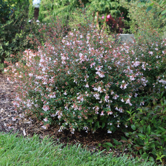 Pink Piñata™ Abelia - Photo Courtesy of Proven Winners, Inc.