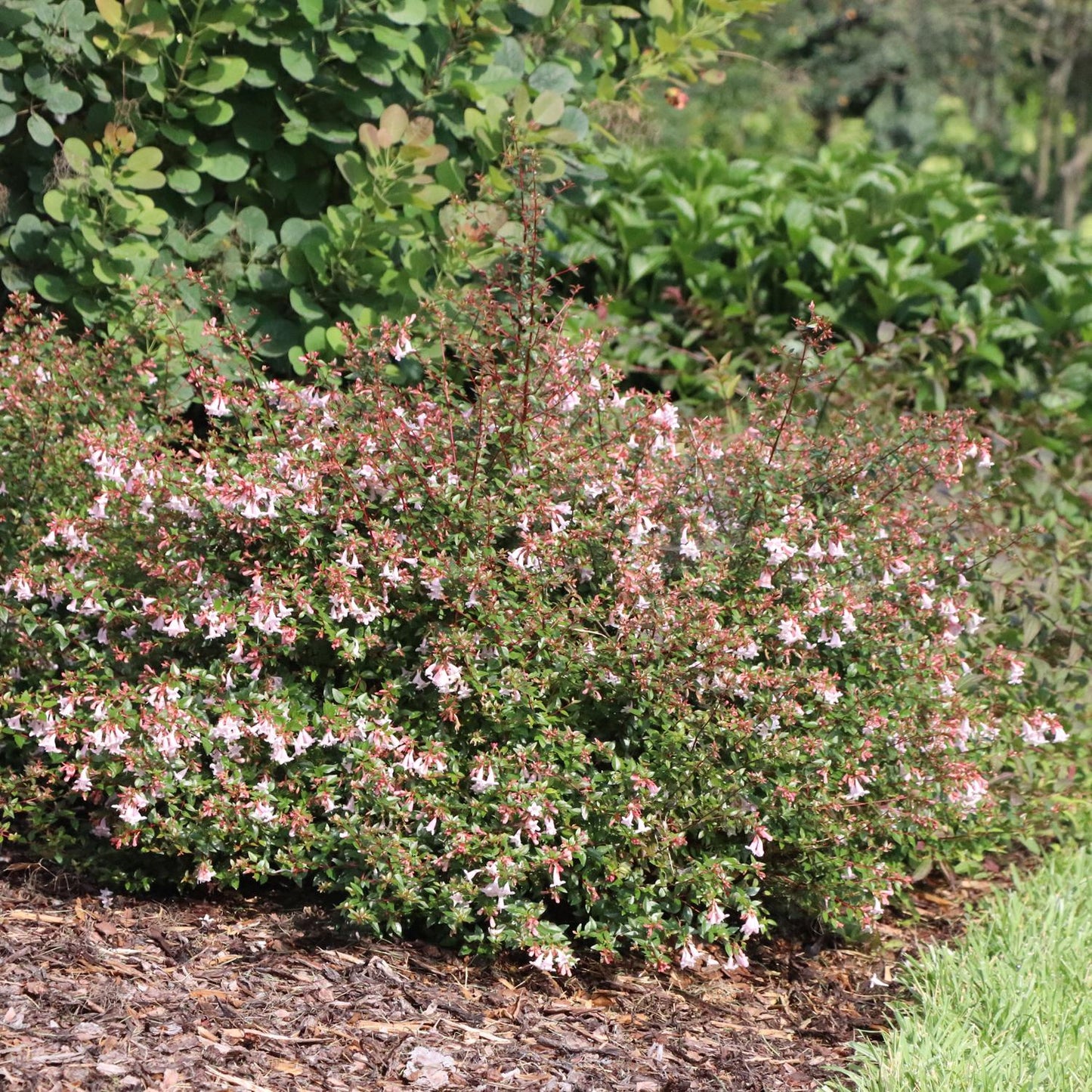 Pink Piñata™ Abelia is a compact shrub with small pink and white blooms, growing in a mulched bed among lush green plants - Photo Courtesy of Proven Winners, Inc.