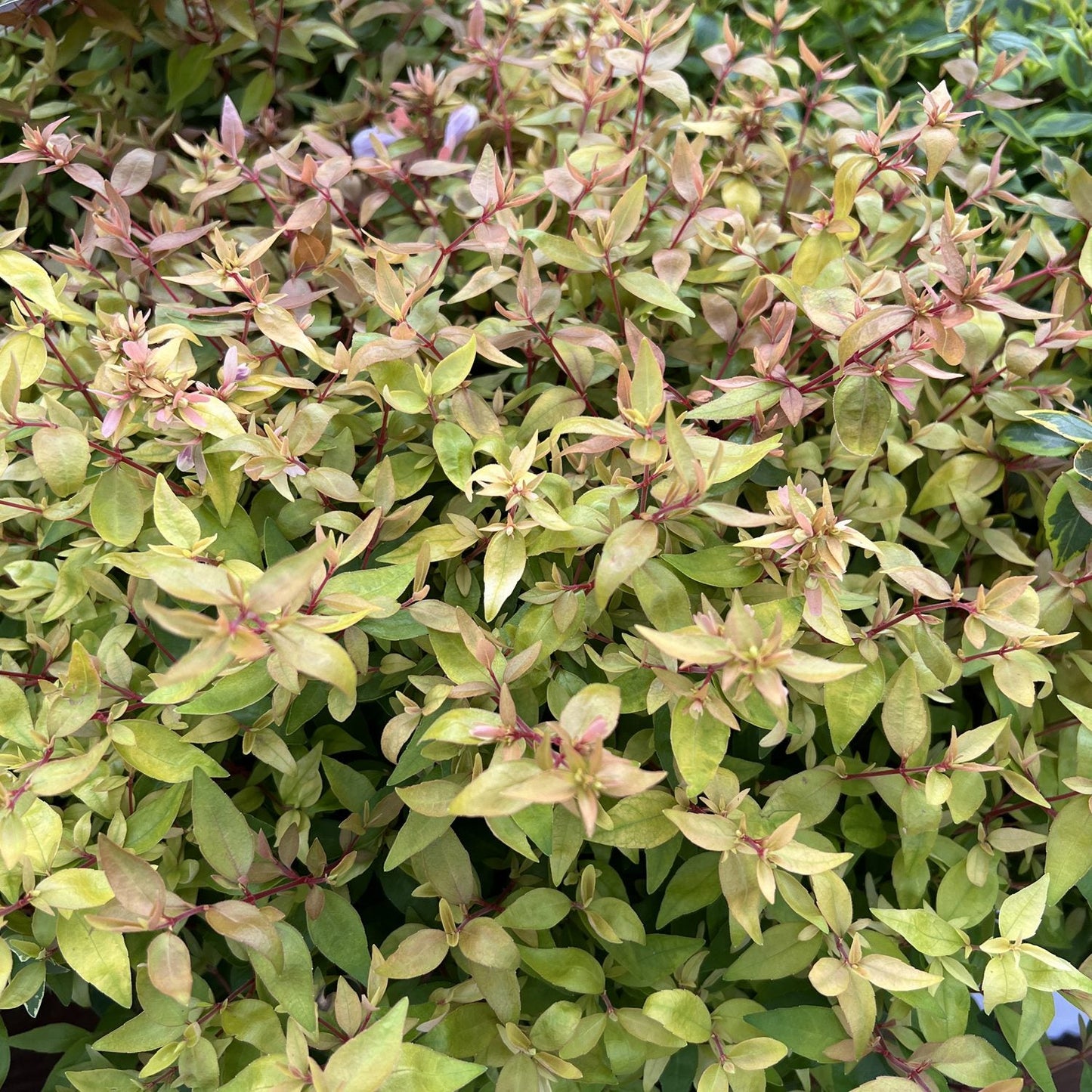 A dense cluster of small, pointy green and light pink leaves with reddish stems forms the lush foliage of Poco Loco® Abelia, a compact flowering shrub known for its healthy and vibrant appearance. - Photo Property of Garden Crossings LLC