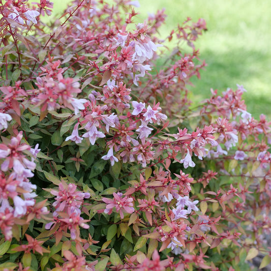 Poco Loco® Abelia - Photo Courtesy of Proven Winners, Inc.