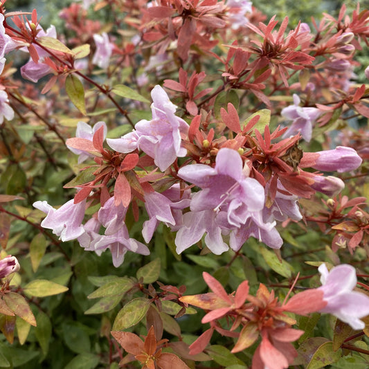 Poco Loco® Abelia - Photo Courtesy of Proven Winners, Inc.