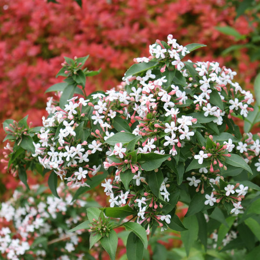 Sweet Emotion Blaze™ Abelia - Photo Courtesy of Proven Winners, Inc.