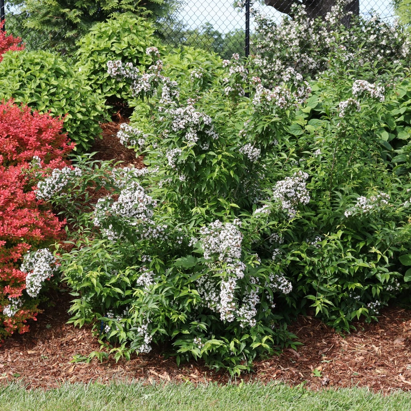 A Sweet Emotion Blaze® Abelia shrub with fragrant white blooms grows in a mulched bed, surrounded by green and red-leaved bushes with fall color near a grassy lawn and a black chain-link fence - Photo Courtesy of Proven Winners, Inc.