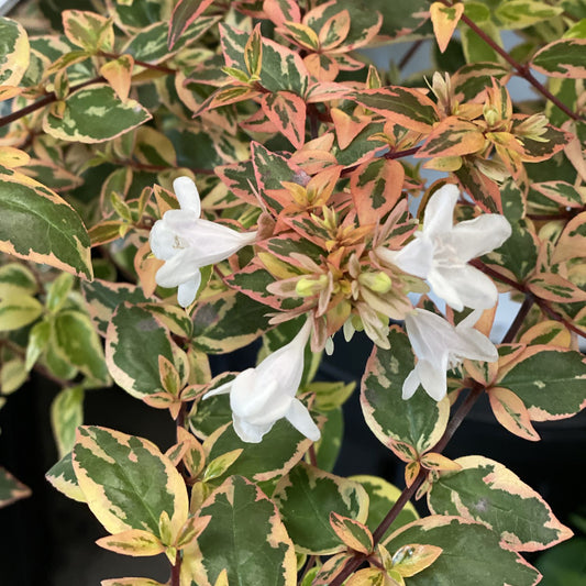 Tres Amigos® Abelia - Photo Property of Garden Crossings LLC
