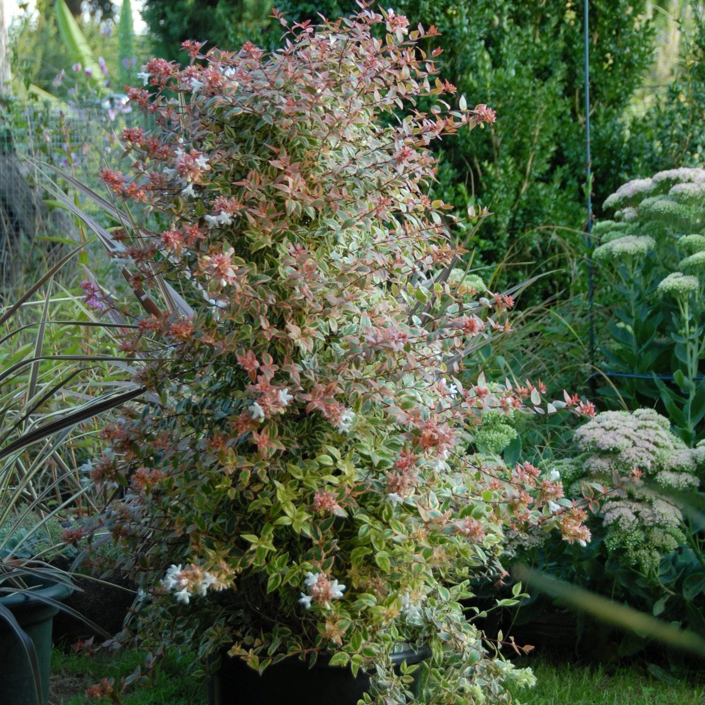 A lush, potted Tres Amigos® Abelia with green and reddish leaves and small white flowers, showcased in a garden among various green plants - Photo Courtesy of Proven Winners, Inc. Decorative pot not included.