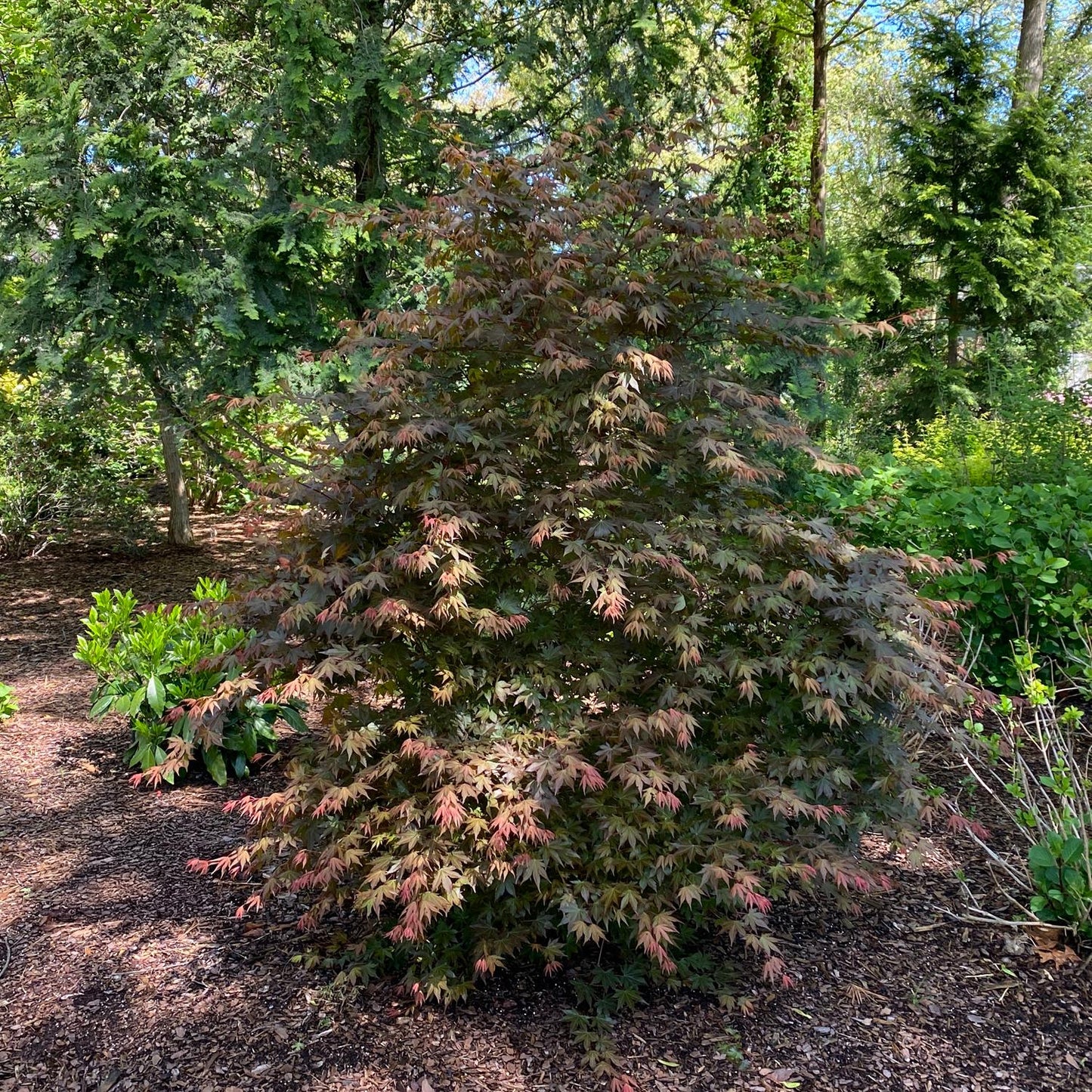 The Hot Chana® Japanese Maple (Acer) features reddish-purple leaves and stands out as a striking centerpiece in a garden, surrounded by mulch, greenery, and tall trees under bright sunlight - Photo Courtesy of Proven Winners, Inc.