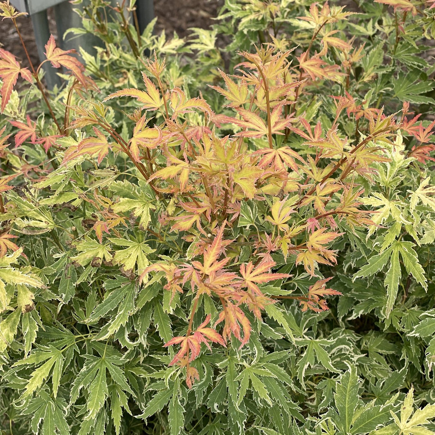 Metamorphosa® Japanese Maple (Acer) - Photo Property of Garden Crossings LLC