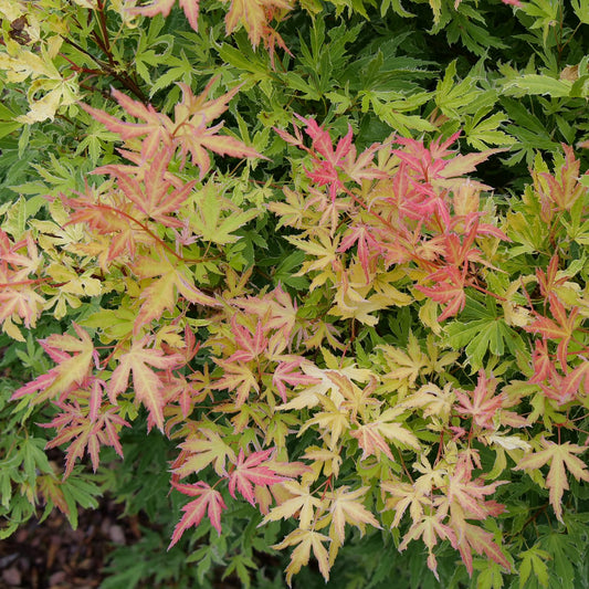 A close-up of Metamorphosa® Japanese Maple (Acer) leaves reveals green, yellow, and pinkish-red tones with finely serrated edges, set against lush foliage—a striking ornamental shrub. - Photo Courtesy of Proven Winners, Inc.