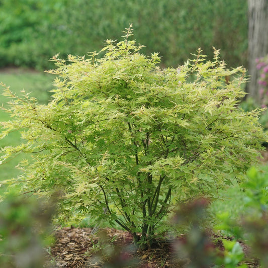 A small, bushy Metamorphosa® Japanese Maple (Acer) with light green, delicate, serrated leaves grows in a garden bed. In the background are grass, blurred greenery, and part of a tree trunk. - Photo Courtesy of Proven Winners, Inc.