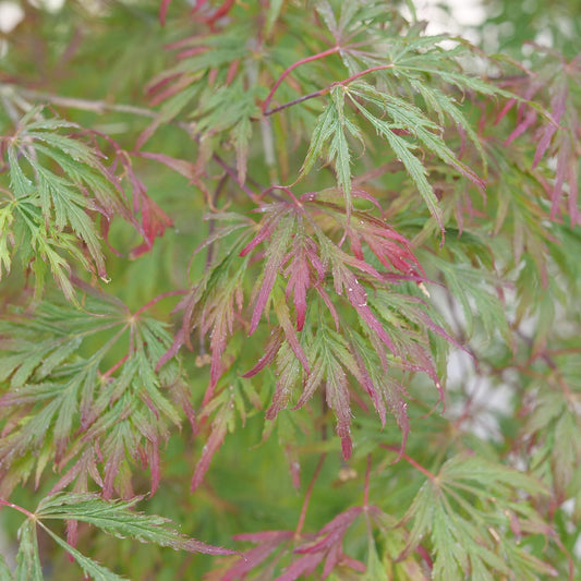 Close-up of Uncommon Thread™ Japanese Maple (Acer) leaves, showing delicate green and reddish-purple pointed lobes overlapping. A softly blurred background enhances the striking color and texture of this unique specimen tree - Photo Courtesy of Proven Winners, Inc.