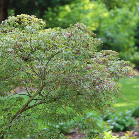 Uncommon Thread™ Japanese Maple (Acer) showcases delicate, feathery green leaves and serves as a striking specimen tree, beautifully set amid lush grass and greenery in soft sunlight - Photo Courtesy of Proven Winners, Inc.