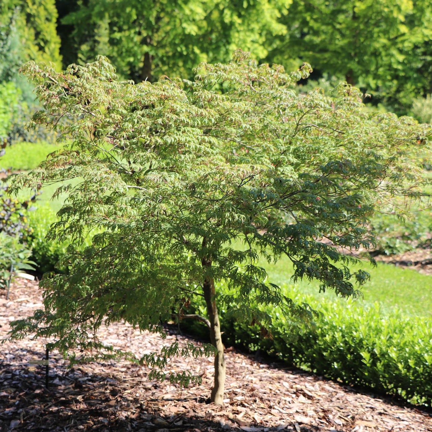 The Uncommon Thread™ Japanese Maple (Acer) displays its delicate, green, lacy leaves as a small specimen tree in a mulched garden bed, surrounded by lush plants and sunlit grass - Photo Courtesy of Proven Winners, Inc.