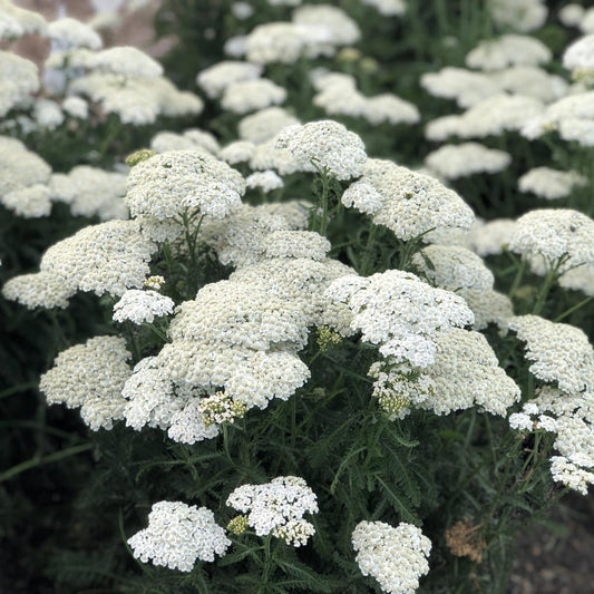 Firefly Diamond' Yarrow (Achillea) - Photo Property of Garden Crossings LLC