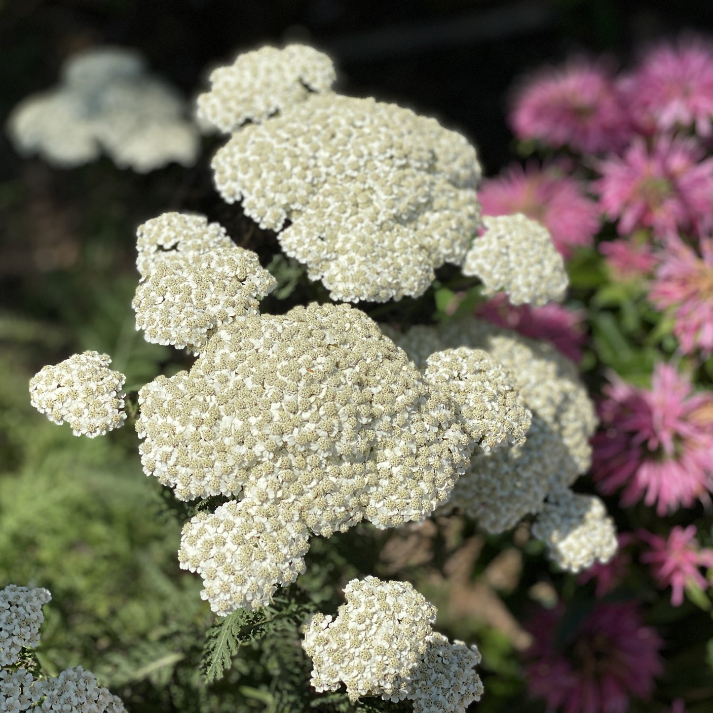 Firefly Diamond' Yarrow (Achillea) - Photo Property of Garden Crossings LLC
